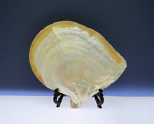 Load image into Gallery viewer, A pair of late Qing dynasty finely carved mother-of-pearl shells depicting a village scenes, circa 1880