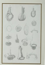 Load image into Gallery viewer, JOHN LIZARS (15 May 1792–21 May 1860) Book plate illustration of dissection of right testis