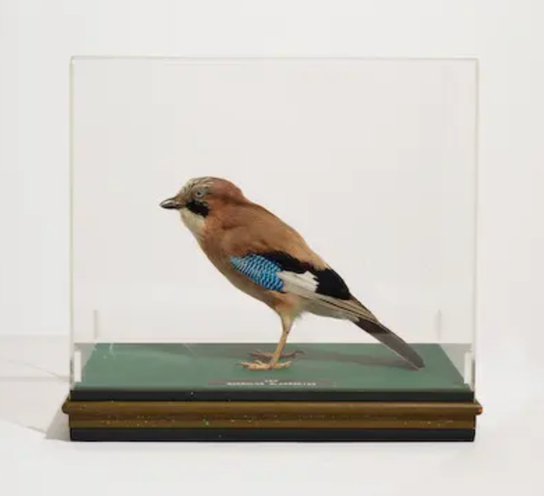 A taxidermied Eurasian Jay (Garrulus glandarius) in a perspex case.